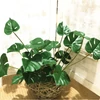Monstera műnövény csokor gyökérkötegekkel 6 szárral, 42 cm