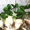 Monstera műnövény csokor gyökérkötegekkel 6 szárral, 42 cm