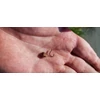 Top Mix Method Feeder Circle Hook horog - 6-os méret (TM974)