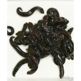 Élő Nadály 20 db - barna