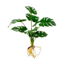 Monstera műnövény csokor gyökérkötegekkel 6 szárral, 42 cm