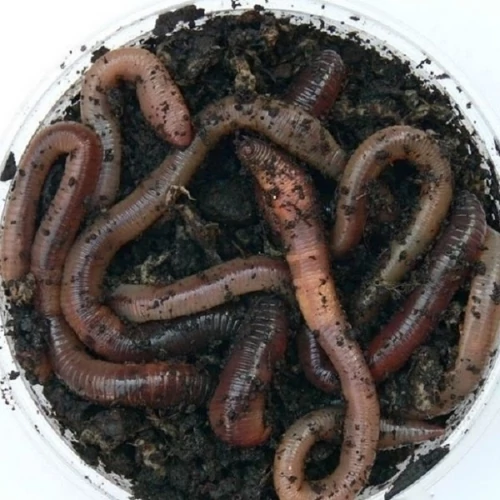 Giliszta horgászcsali vékony-vastag változatban - 1 tégely