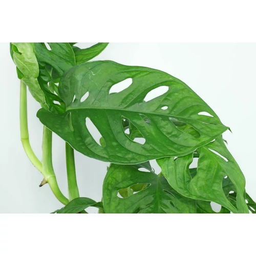 Monstera műnövény csokor gyökérkötegekkel, 43 cm (lukaslevelu-monster)